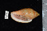  (Marginella glabella - ZMBN 92279)  @11 [ ] CreativeCommons - Attribution Non-Commercial Share-Alike (2014) Manuel A. E. Malaquias University of Bergen, Natural History Collections