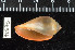  (Marginella sp - ZMBN 92573)  @11 [ ] CreativeCommons - Attribution Non-Commercial Share-Alike (2014) Manuel A. E. Malaquias University of Bergen, Natural History Collections