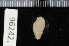  ( - ZMBN 96242)  @11 [ ] CreativeCommons - Attribution Non-Commercial Share-Alike (2014) Manuel A. E. Malaquias University of Bergen, Natural History Collections