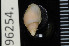  ( - ZMBN 96254)  @11 [ ] CreativeCommons - Attribution Non-Commercial Share-Alike (2014) Manuel A. E. Malaquias University of Bergen, Natural History Collections