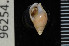  ( - ZMBN 96254)  @11 [ ] CreativeCommons - Attribution Non-Commercial Share-Alike (2014) Manuel A. E. Malaquias University of Bergen, Natural History Collections