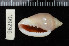  (Marginella irrorata - ZMBN 96260)  @11 [ ] CreativeCommons - Attribution Non-Commercial Share-Alike (2014) Manuel A. E. Malaquias University of Bergen, Natural History Collections