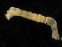  ( - UMBergen_MBOWA_mald108)  @11 [ ] CreativeCommons - Attribution Non-Commercial Share-Alike (2013) Natural History Collections, University of Bergen University of Bergen, Natural History Collections