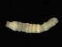  ( - UMBergen_MBOWA_mald111)  @11 [ ] CreativeCommons - Attribution Non-Commercial Share-Alike (2013) Natural History Collections, University of Bergen University of Bergen, Natural History Collections