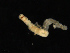  ( - UMBergen_MBOWA_mald119)  @11 [ ] CreativeCommons - Attribution Non-Commercial Share-Alike (2013) Natural History Collections, University of Bergen University of Bergen, Natural History Collections