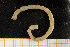  ( - UMBergen_MBOWA_mald142)  @11 [ ] CreativeCommons - Attribution Non-Commercial Share-Alike (2013) Natural History Collections, University of Bergen University of Bergen, Natural History Collections