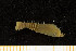 ( - UMBergen_MBOWA_mald172)  @11 [ ] CreativeCommons - Attribution Non-Commercial Share-Alike (2013) Natural History Collections, University of Bergen University of Bergen, Natural History Collections