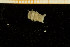  ( - UMBergen_MBOWA_mald176)  @11 [ ] CreativeCommons - Attribution Non-Commercial Share-Alike (2013) Natural History Collections, University of Bergen University of Bergen, Natural History Collections