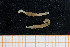  (Leiochone sp. 3 - UMBergen_MBOWA_mald24)  @11 [ ] CreativeCommons - Attribution Non-Commercial Share-Alike (2013) Natural History Collections, University of Bergen University of Bergen, Natural History Collections