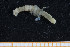  ( - UMBergen_MBOWA_mald33)  @11 [ ] CreativeCommons - Attribution Non-Commercial Share-Alike (2013) Natural History Collections, University of Bergen University of Bergen, Natural History Collections