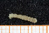  ( - UMBergen_MBOWA_mald35)  @11 [ ] CreativeCommons - Attribution Non-Commercial Share-Alike (2013) Natural History Collections, University of Bergen University of Bergen, Natural History Collections