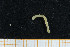  ( - UMBergen_MBOWA_mald39)  @11 [ ] CreativeCommons - Attribution Non-Commercial Share-Alike (2013) Natural History Collections, University of Bergen University of Bergen, Natural History Collections