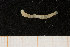  ( - UMBergen_MBOWA_mald65)  @11 [ ] CreativeCommons - Attribution Non-Commercial Share-Alike (2013) Natural History Collections, University of Bergen University of Bergen, Natural History Collections