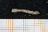  ( - UMBergen_MBOWA_mald91)  @11 [ ] CreativeCommons - Attribution Non-Commercial Share-Alike (2013) Natural History Collections, University of Bergen University of Bergen, Natural History Collections