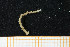  ( - UMBergen_MBOWA_mald97)  @13 [ ] CreativeCommons - Attribution Non-Commercial Share-Alike (2013) Natural History Collections, University of Bergen University of Bergen, Natural History Collections