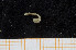  ( - UMBergen_MBOWA_miwa08)  @11 [ ] CreativeCommons - Attribution Non-Commercial Share-Alike (2013) Unspecified University of Bergen, Natural History Collections