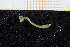  ( - UMBergen_MBOWA_miwa11)  @11 [ ] CreativeCommons - Attribution Non-Commercial Share-Alike (2013) Unspecified University of Bergen, Natural History Collections