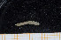  ( - UMBergen_MBOWA_miwa15)  @11 [ ] CreativeCommons - Attribution Non-Commercial Share-Alike (2013) Unspecified University of Bergen, Natural History Collections
