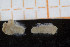  (Asclerocheilus sp - UMBergen_MBOWA_miwa224)  @12 [ ] CreativeCommons - Attribution Non-Commercial Share-Alike (2014) University of Bergen, Norway University of Bergen, Natural History Collections
