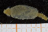  ( - UMBergen_MBOWA_miwa225)  @13 [ ] CreativeCommons - Attribution Non-Commercial Share-Alike (2014) University of Bergen, Norway University of Bergen, Natural History Collections