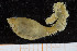  ( - UMBergen_MBOWA_miwa226)  @13 [ ] CreativeCommons - Attribution Non-Commercial Share-Alike (2014) University of Bergen, Norway University of Bergen, Natural History Collections