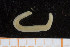  ( - UMBergen_MBOWA_miwa227)  @11 [ ] CreativeCommons - Attribution Non-Commercial Share-Alike (2014) University of Bergen, Norway University of Bergen, Natural History Collections