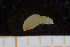  ( - UMBergen_MBOWA_miwa228)  @12 [ ] CreativeCommons - Attribution Non-Commercial Share-Alike (2014) University of Bergen, Norway University of Bergen, Natural History Collections