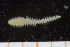  (Micronephthys sp - UMBergen_MBOWA_miwa242)  @12 [ ] CreativeCommons - Attribution Non-Commercial Share-Alike (2014) University of Bergen, Norway University of Bergen, Natural History Collections