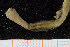 (Glycera unicornis - UMBergen_MBOWA_miwa244)  @13 [ ] CreativeCommons - Attribution Non-Commercial Share-Alike (2014) University of Bergen, Norway University of Bergen, Natural History Collections