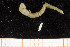  (Glycera sp - UMBergen_MBOWA_miwa249)  @11 [ ] CreativeCommons - Attribution Non-Commercial Share-Alike (2014) University of Bergen, Norway University of Bergen, Natural History Collections