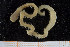  ( - UMBergen_MBOWA_miwa250)  @13 [ ] CreativeCommons - Attribution Non-Commercial Share-Alike (2014) University of Bergen, Norway University of Bergen, Natural History Collections