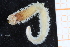  ( - UMBergen_MBOWA_miwa273)  @11 [ ] CreativeCommons - Attribution Non-Commercial Share-Alike (2014) University of Bergen, Norway University of Bergen, Natural History Collections