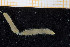  ( - UMBergen_MBOWA_miwa84)  @11 [ ] CreativeCommons - Attribution Non-Commercial Share-Alike (2013) Unspecified University of Bergen, Natural History Collections
