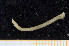 ( - UMBergen_MBOWA_miwa85)  @11 [ ] CreativeCommons - Attribution Non-Commercial Share-Alike (2013) Unspecified University of Bergen, Natural History Collections