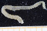  ( - UMBergen_MBOWA_miwa88)  @11 [ ] CreativeCommons - Attribution Non-Commercial Share-Alike (2013) Unspecified University of Bergen, Natural History Collections
