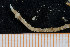  (Diopatra sp. 16 - UMBergen_MBOWA_onup22)  @13 [ ] CreativeCommons - Attribution Non-Commercial Share-Alike (2013) Natural History Collections, University of Bergen University of Bergen, Natural History Collections