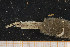  ( - UMBergen_MBOWA_onup30)  @12 [ ] CreativeCommons - Attribution Non-Commercial Share-Alike (2013) Natural History Collections, University of Bergen University of Bergen, Natural History Collections