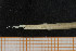  ( - UMBergen_MBOWA_onup70)  @13 [ ] CreativeCommons - Attribution Non-Commercial Share-Alike (2013) Natural History Collections, University of Bergen University of Bergen, Natural History Collections