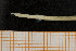  ( - UMBergen_MBOWA_onup71)  @13 [ ] CreativeCommons - Attribution Non-Commercial Share-Alike (2013) Natural History Collections, University of Bergen University of Bergen, Natural History Collections