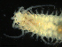  ( - UMBergen_MBOWA_onup90)  @11 [ ] CreativeCommons - Attribution Non-Commercial Share-Alike (2013) Natural History Collections, University of Bergen University of Bergen, Natural History Collections