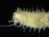  ( - UMBergen_MBOWA_onup92)  @12 [ ] CreativeCommons - Attribution Non-Commercial Share-Alike (2013) Natural History Collections, University of Bergen University of Bergen, Natural History Collections