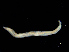  ( - UMBergen_MBOWA_opheli07)  @13 [ ] CreativeCommons - Attribution Non-Commercial Share-Alike (2013) Natural History Collections, University of Bergen University of Bergen, Natural History Collections
