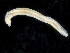  (Armandia sp - UMBergen_MBOWA_opheli10)  @13 [ ] CreativeCommons - Attribution Non-Commercial Share-Alike (2013) Natural History Collections, University of Bergen University of Bergen, Natural History Collections