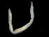  ( - UMBergen_MBOWA_opheli04)  @11 [ ] CreativeCommons - Attribution Non-Commercial Share-Alike (2013) Natural History Collections, University of Bergen University of Bergen, Natural History Collections