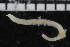  ( - ZMBN_106925)  @11 [ ] CreativeCommons - Attribution Non-Commercial Share-Alike (2016) University of Bergen University of Bergen, Natural History Collections