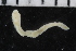  ( - ZMBN_106926)  @11 [ ] CreativeCommons - Attribution Non-Commercial Share-Alike (2016) University of Bergen University of Bergen, Natural History Collections