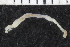  ( - ZMBN_106929)  @11 [ ] CreativeCommons - Attribution Non-Commercial Share-Alike (2016) University of Bergen University of Bergen, Natural History Collections