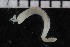  ( - ZMBN_106930)  @11 [ ] CreativeCommons - Attribution Non-Commercial Share-Alike (2016) University of Bergen University of Bergen, Natural History Collections