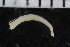  ( - ZMBN_106931)  @11 [ ] CreativeCommons - Attribution Non-Commercial Share-Alike (2016) University of Bergen University of Bergen, Natural History Collections