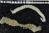  ( - ZMBN_106933)  @11 [ ] CreativeCommons - Attribution Non-Commercial Share-Alike (2016) University of Bergen University of Bergen, Natural History Collections